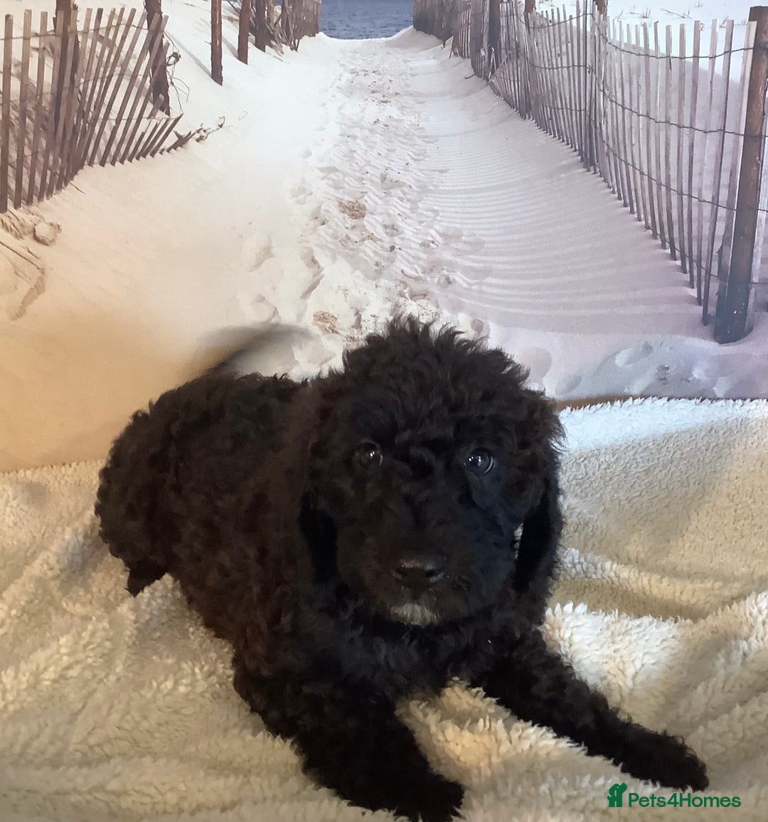 Mixed Breed dogs for sale: Ready now for their 5* homes - Image 8
