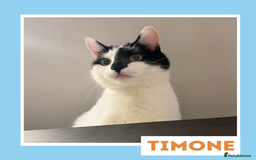 Mixed Breed cats for adoption: Sociable Cuddlebug - Image 1