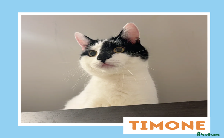 Mixed Breed cats - Advert 6