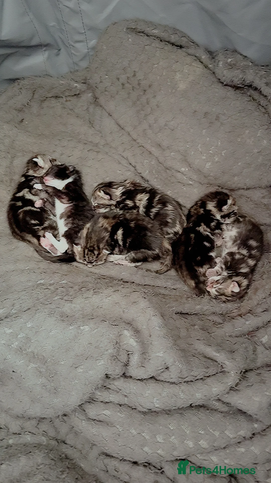 Domestic Shorthair cats for sale: 6 boys, 5 x  silver tabby 1 x black and white in Doncaster - Advert 10