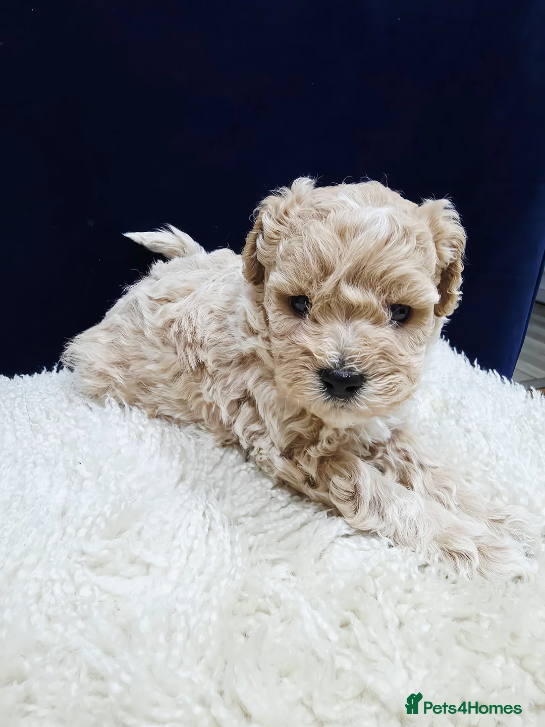 Maltipoo dogs for sale: F1B Maltipoo Puppies, Toy Size, Hypoallergenic, - Advert 25