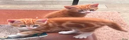 Mixed Breed cats for sale: 3 Gorgeous female kittens - Advert 6