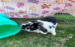 Mini Lop rabbits for sale: Male mini lop  - Image 4