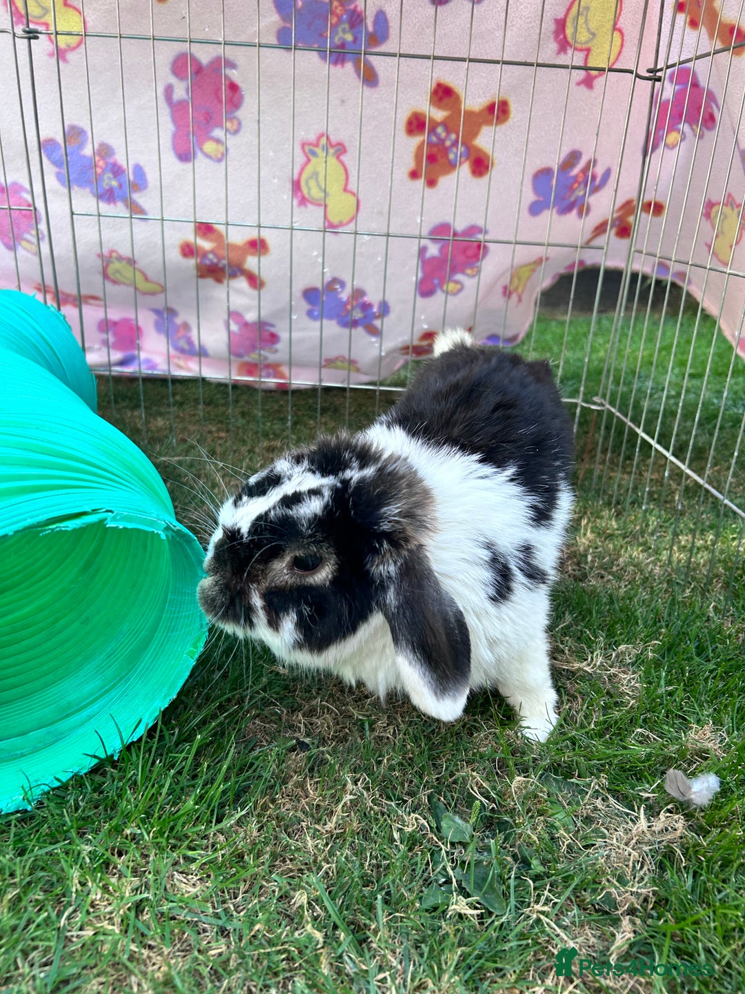 Mini Lop rabbits for sale: Male mini lop  - Image 4