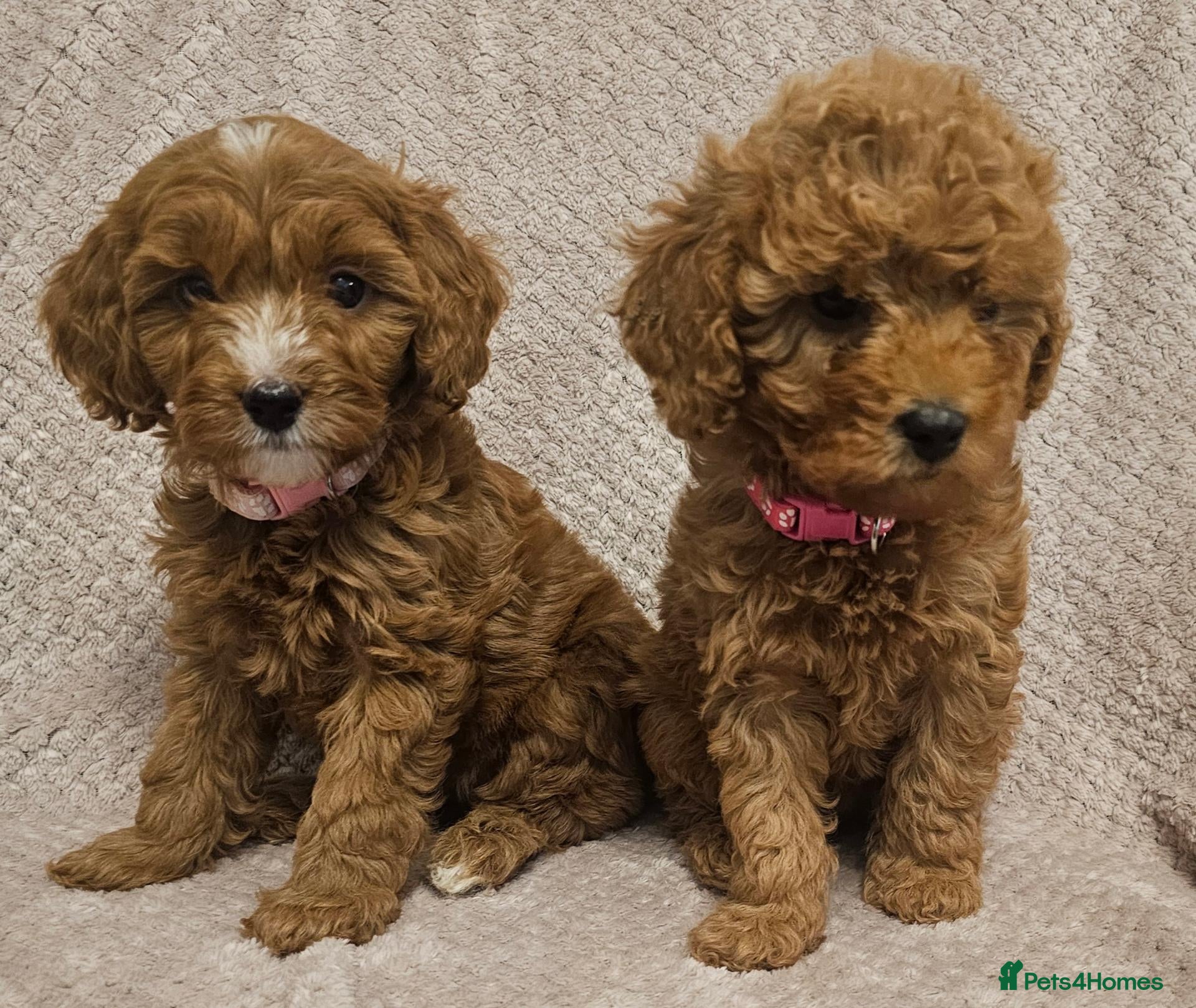 Cavapoo dogs F1b Cavapoo Puppies!!  - Advert 1