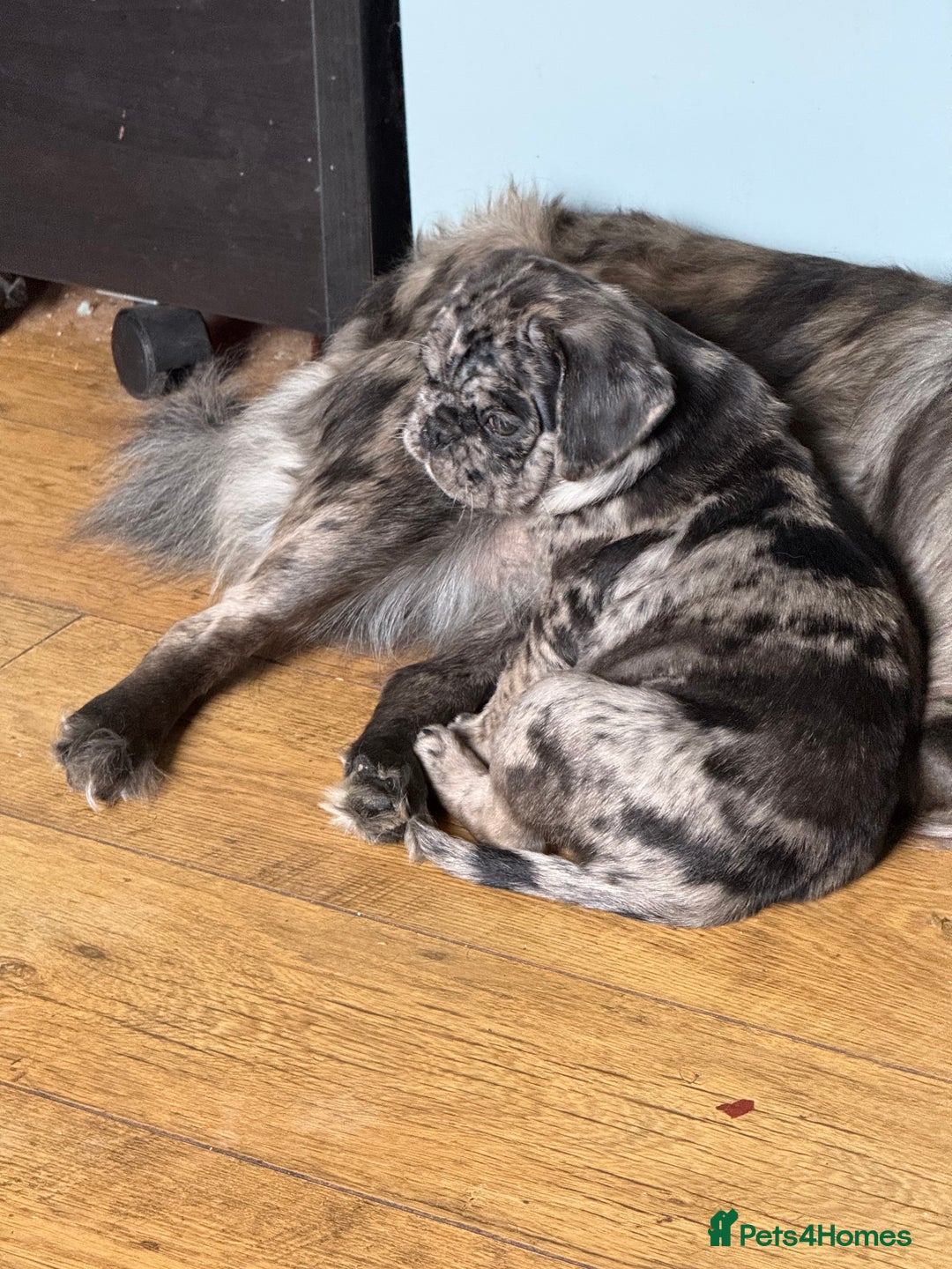 Pug dogs for sale: Merle pug puppies  - Image 8