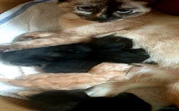 Maine Coon cats for sale: Maine Coon crossed Ragdoll kittens - Image 17
