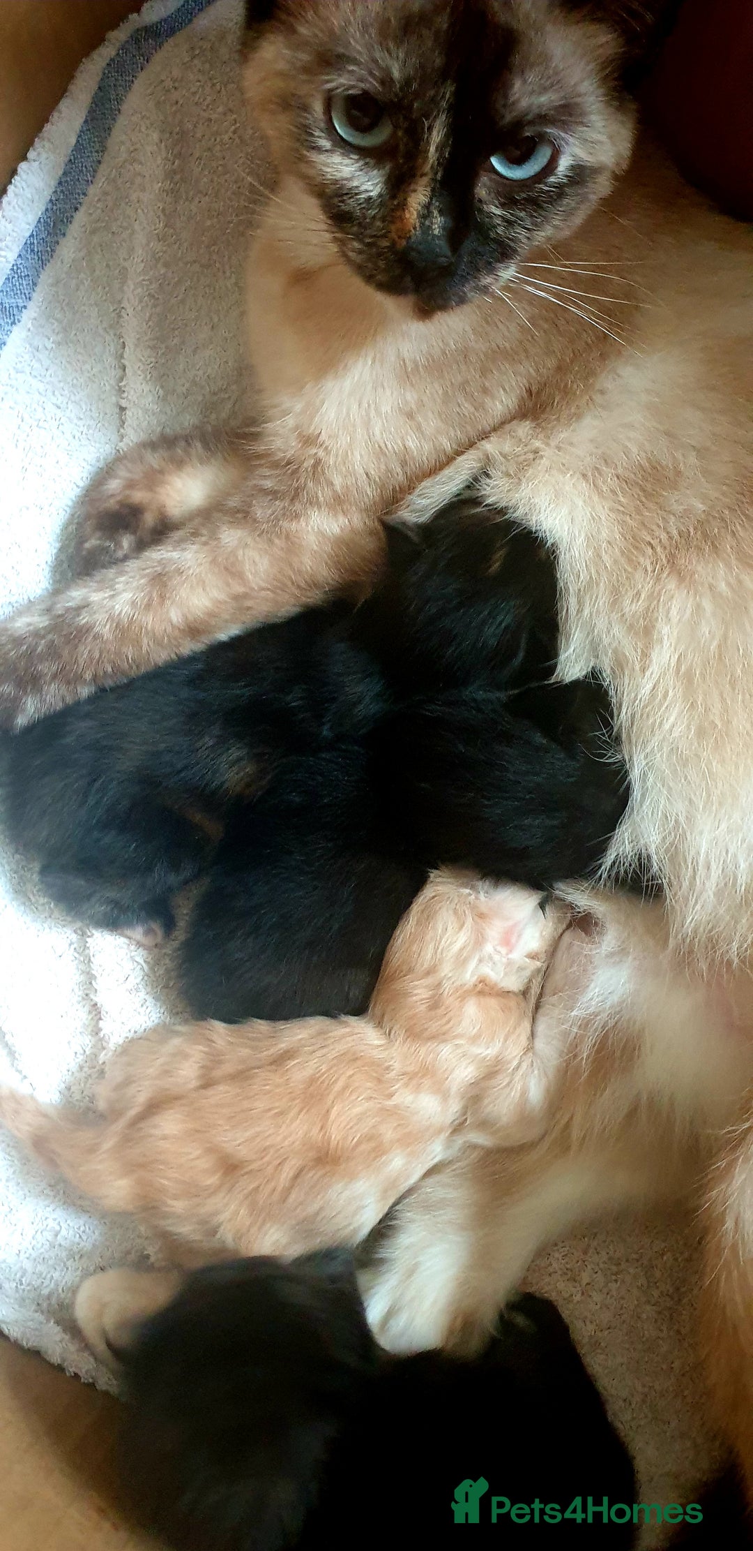 Maine Coon cats for sale: Maine Coon crossed Ragdoll kittens - Image 17
