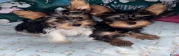 Yorkshire Terrier dogs for sale: Yorkshire terrier/Mini/Parti-colored/Traditional - Advert 1