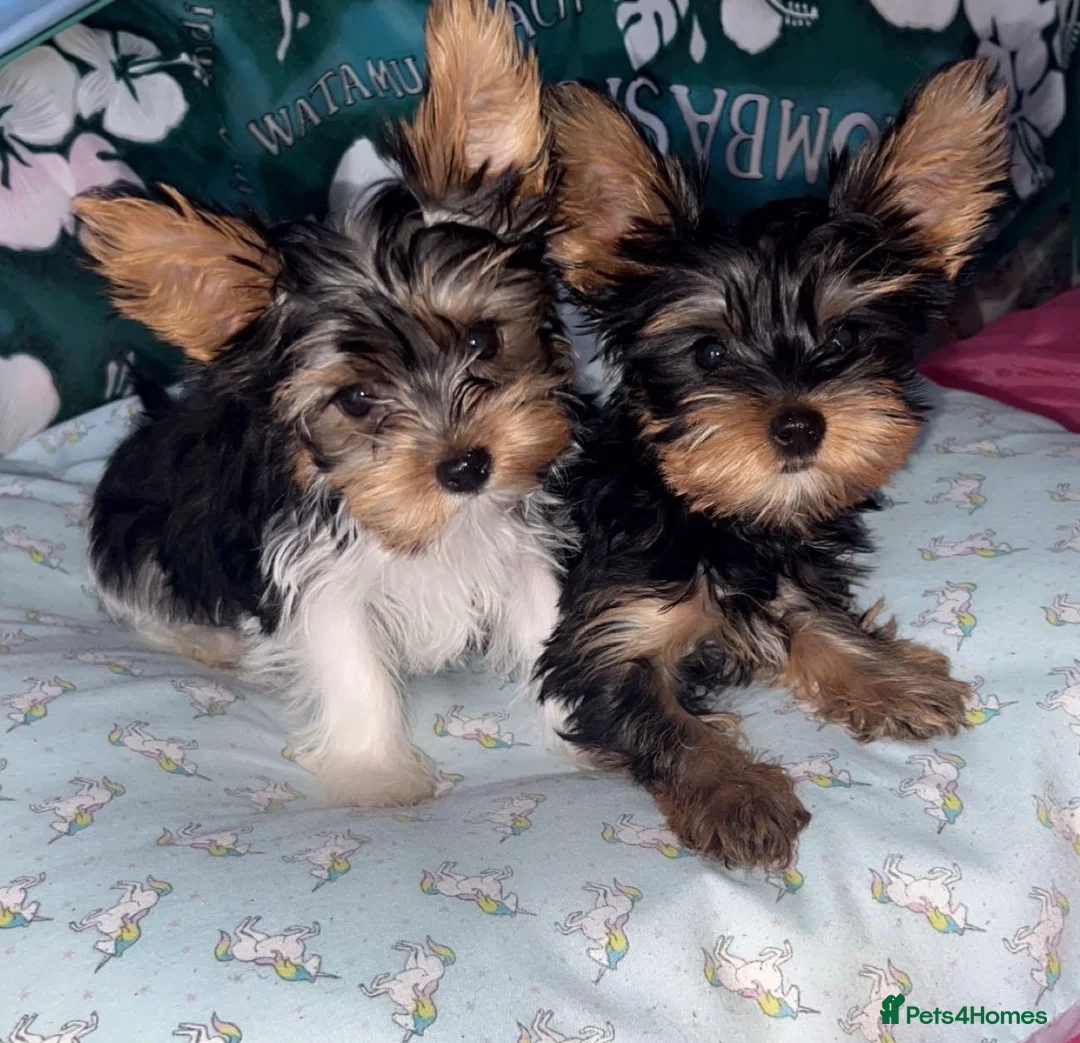 Yorkshire Terrier dogs for sale: Yorkshire terrier/Mini/Parti-colored/Traditional - Advert 1