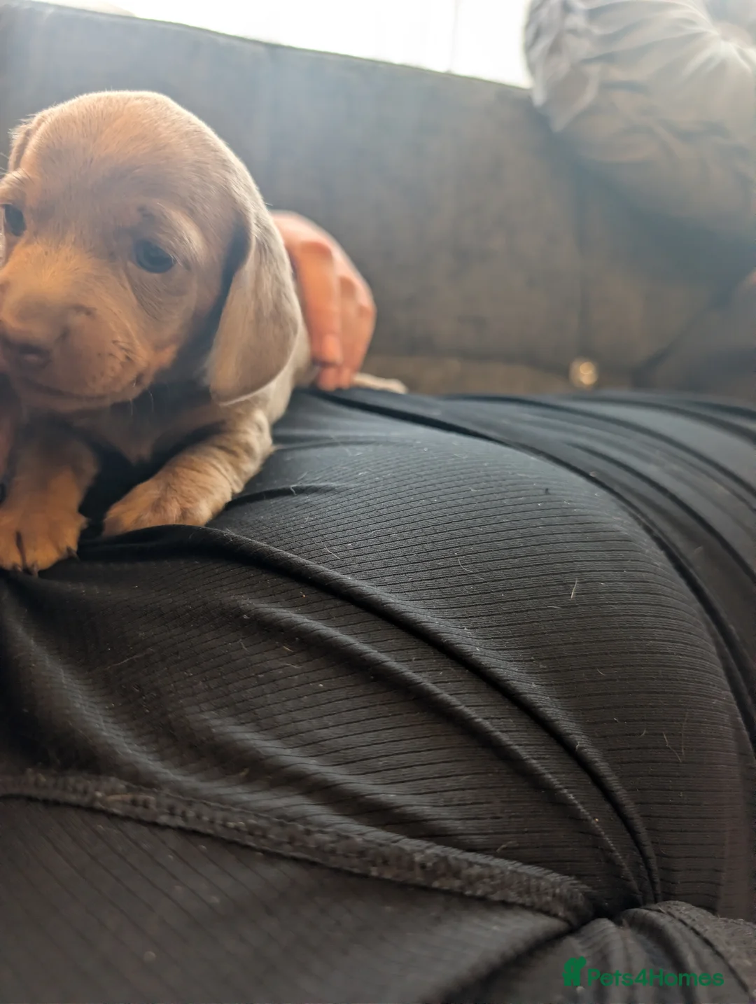 Dachshund dogs for sale: 5 puppy loking for new home - Advert 1