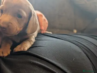 Dachshund dogs 5 puppy loking for new home - Advert 7