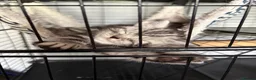 British Shorthair cats for sale: Beautiful BSH silver and black tabby kittens. in Martock - Advert 7
