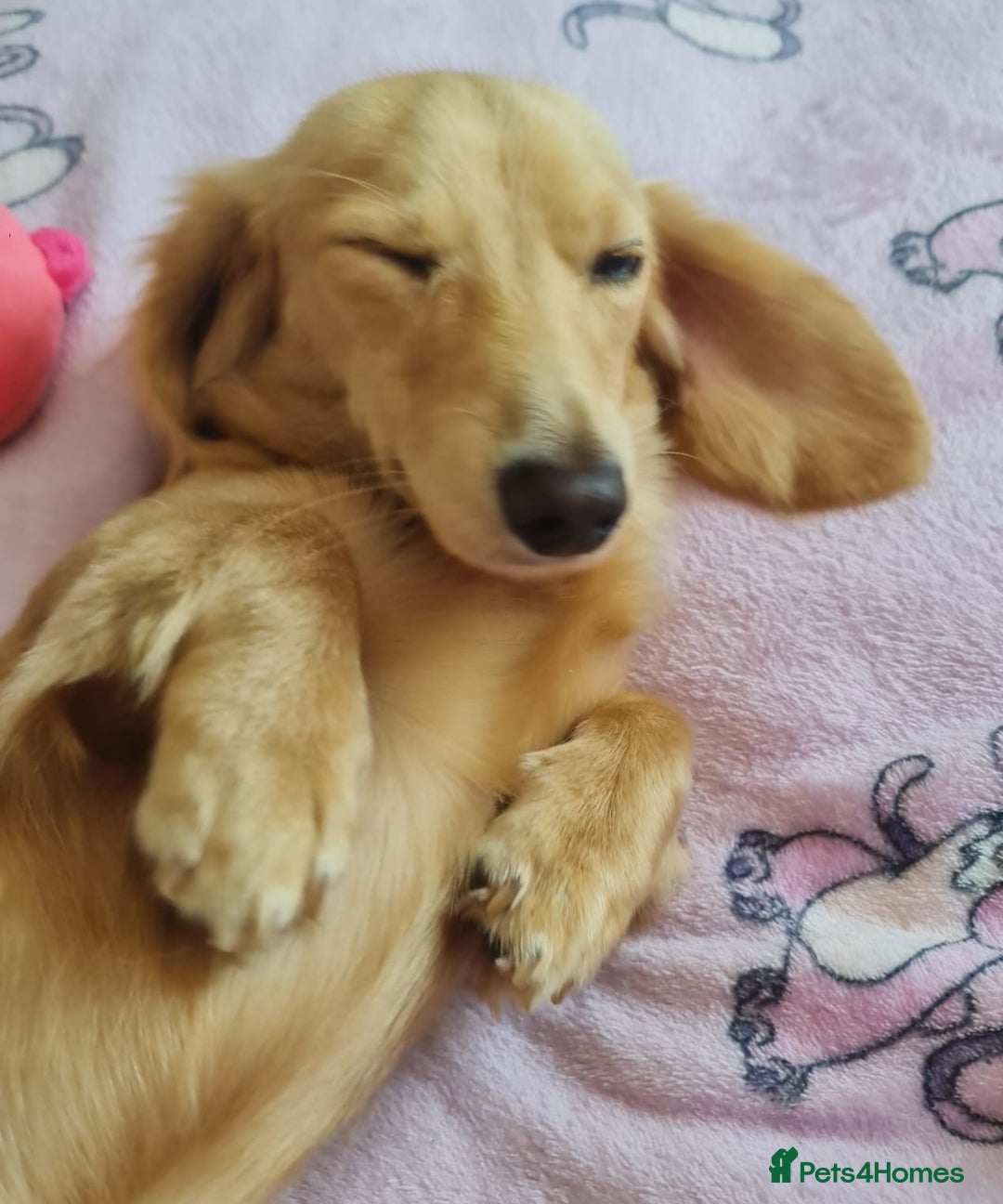Miniature Dachshund dogs for stud: Beautiful KC Mini Long.H Full Eng. Cream Stud 🤍🐾 - Image 32