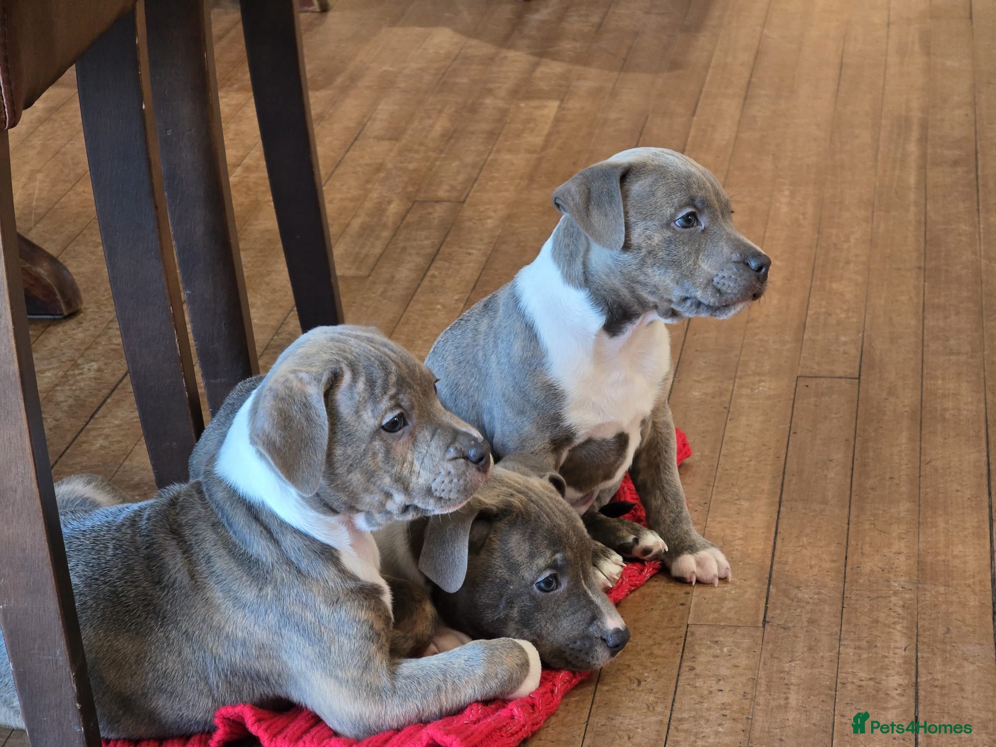 Staffordshire Bull Terrier dogs Staffy Puppies. Exceptional Temperament. - Advert 6