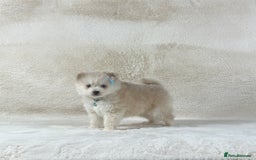 Pomsky dogs for sale: Stunning blue eyes f3 Pomsky puppies for sale - Advert 22