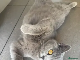 British Shorthair cats WILLOW — Beautiful British Shorthair Girl - Advert 1