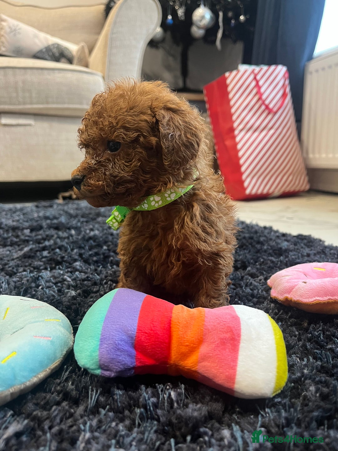 Miniature Poodle dogs for sale: FOX Red Miniature Poodles!!! 400 Health Tests!! - Advert 9