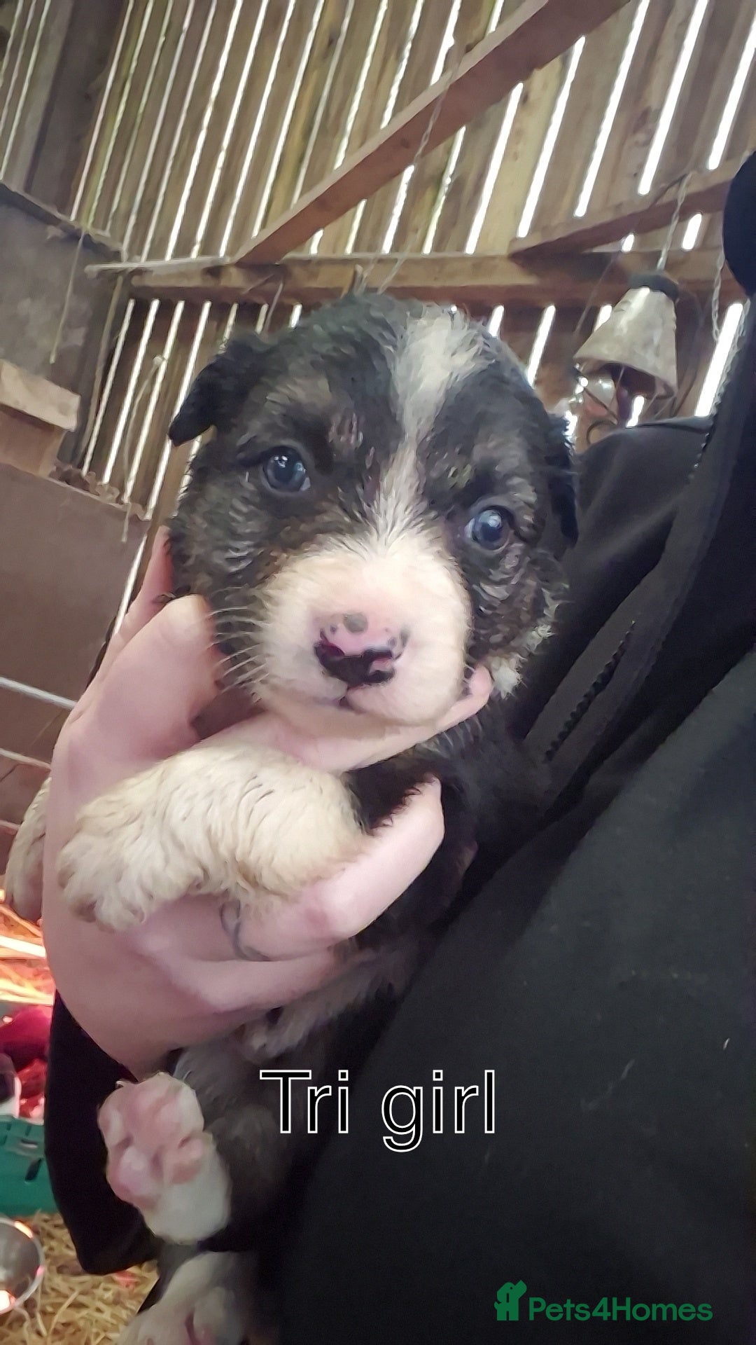 Border Collie dogs for sale: Collie Pups - Advert 6