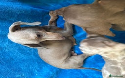Miniature Dachshund dogs for sale: Miniature dachshunds - Image 6