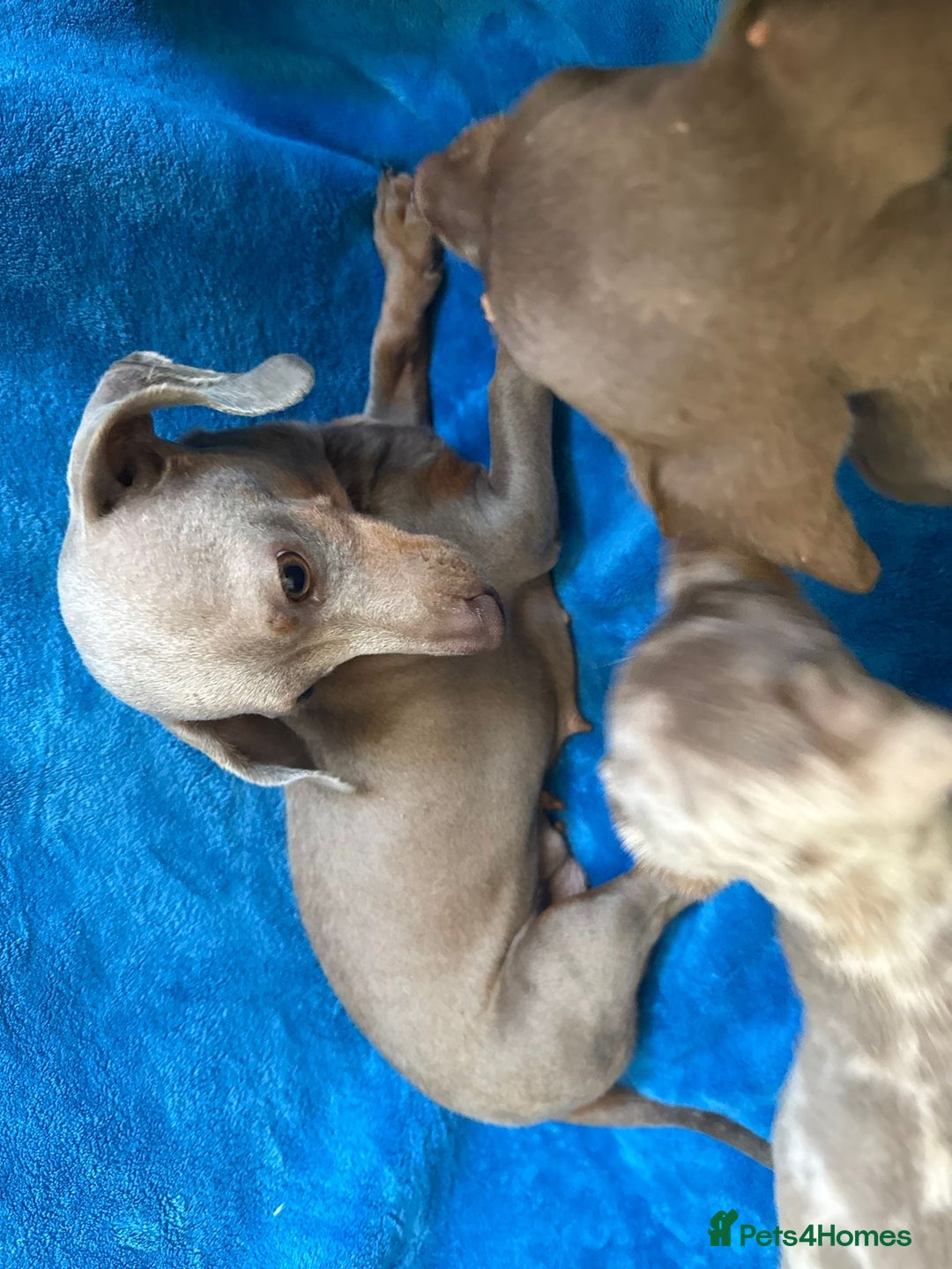 Miniature Dachshund dogs for sale: Miniature dachshunds - Image 6