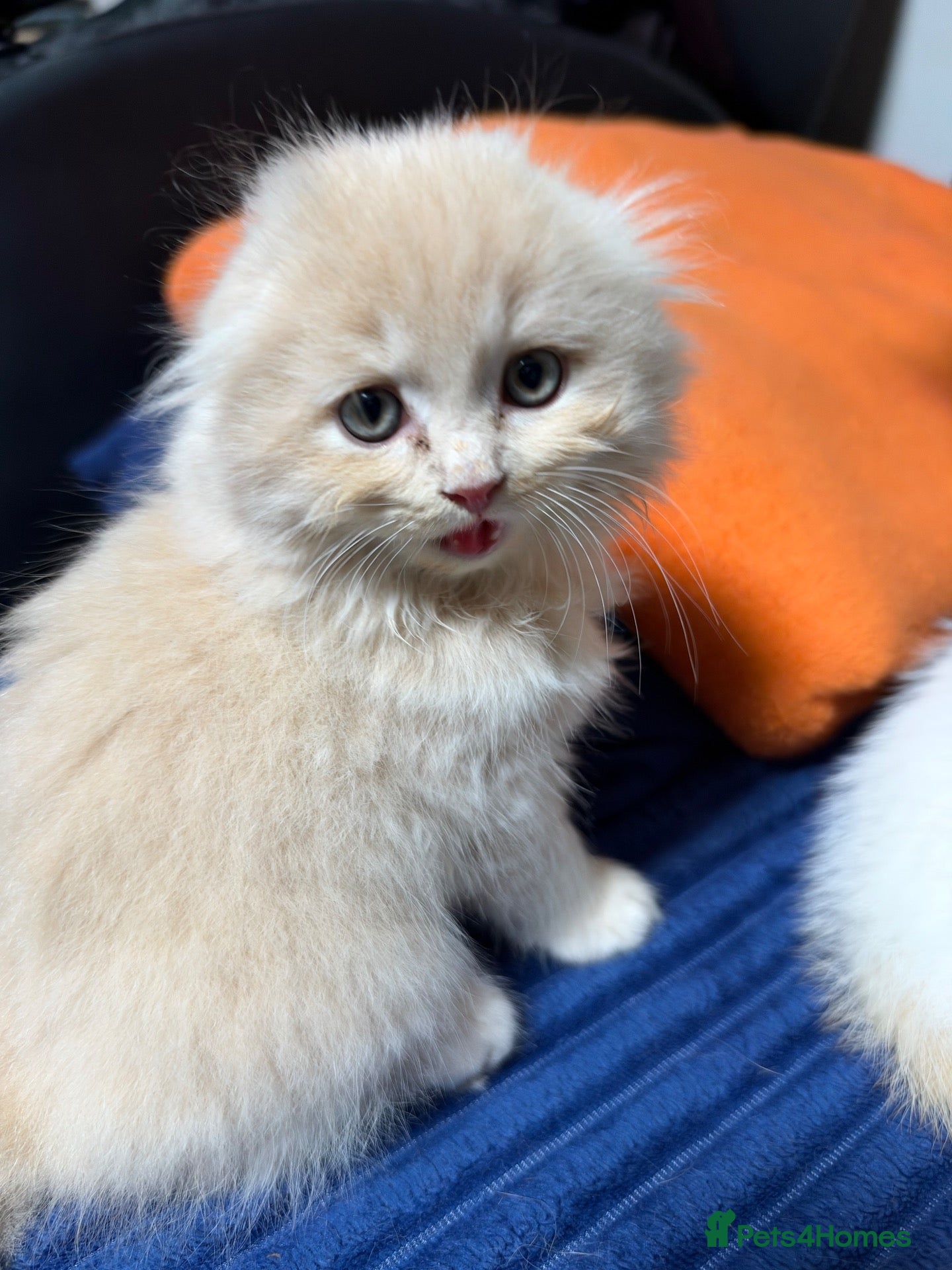 Scottish Fold cats for sale: Fold & Straight Kittens Looking for Loving Homes - Advert 1