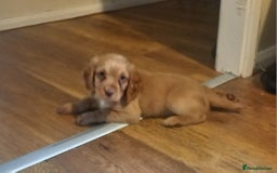 Cocker Spaniel dogs for sale: Beautiful kc reg male cocker spaniel - Image 12