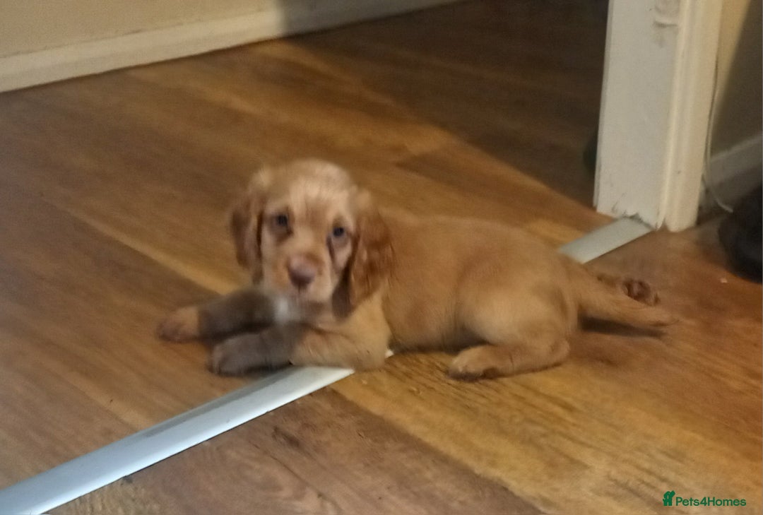 Cocker Spaniel dogs for sale: Beautiful kc reg male cocker spaniel - Image 12