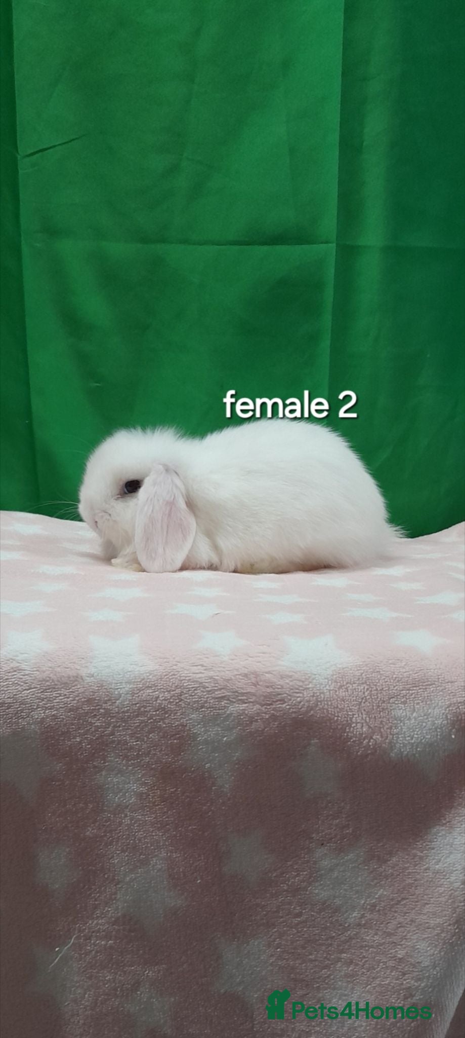 Mini Lop rabbits Purebred mini lops. Ready to leave last one - Advert 2