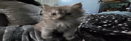 Persian cats for sale: 3 stunning Persian kittens ready now.  - Advert 5