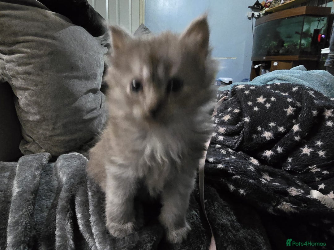 Persian cats for sale: 3 stunning Persian kittens ready now.  - Advert 5