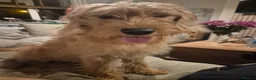 Labradoodle dogs for sale: Max my red labradoodle - Advert 3
