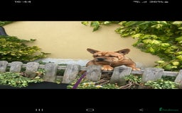 Mixed Breed dogs for sale: French bulldog X - Image 17