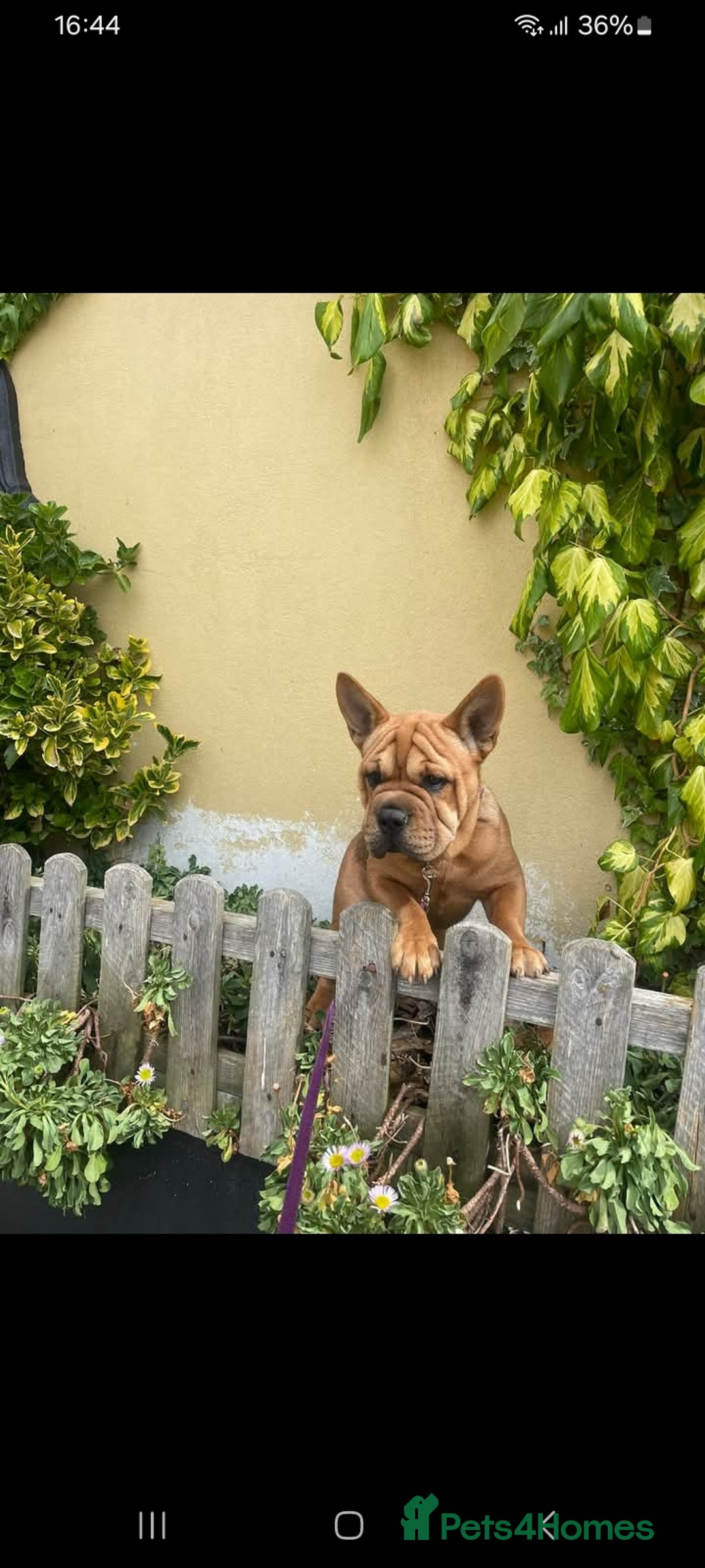 Mixed Breed dogs for sale: French bulldog X - Image 17