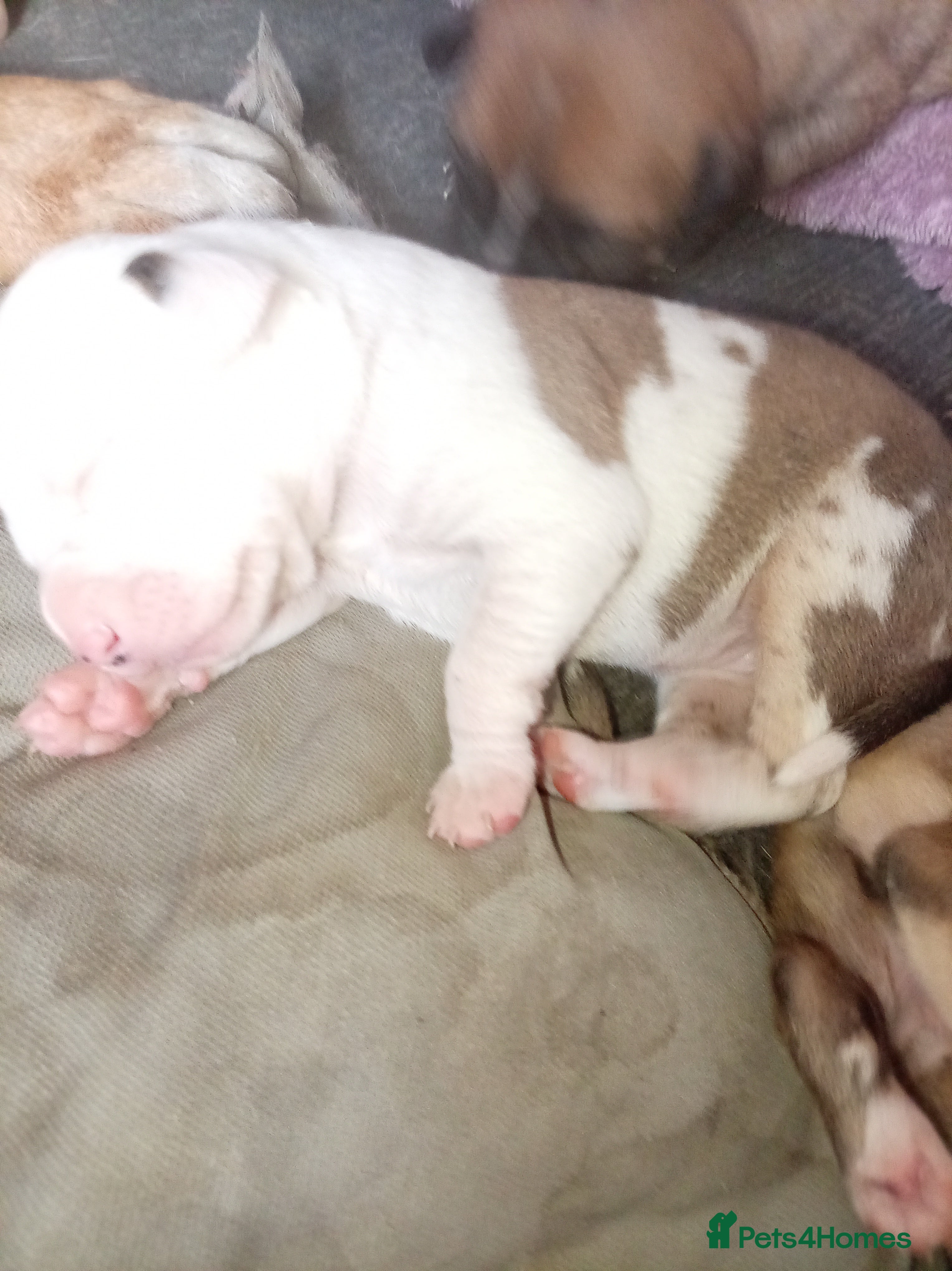 Mixed Breed dogs Lurcher bull puppies for sale - Advert 16