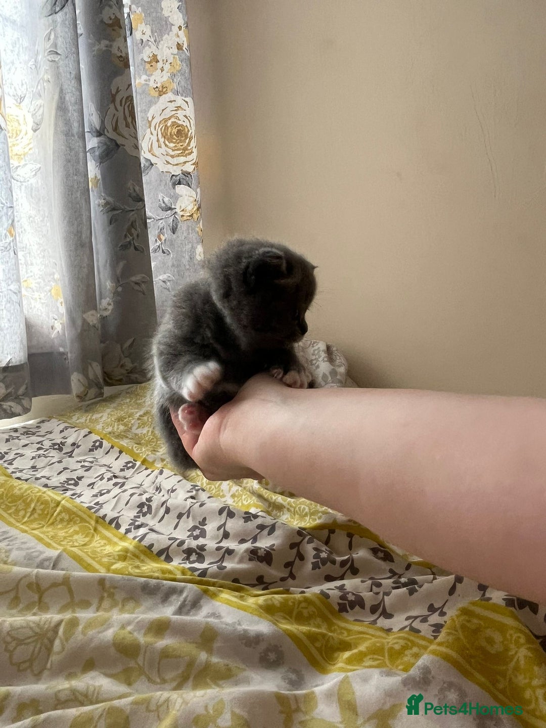 British Shorthair cats for sale: beautiful and cute kitten for sale  - Image 10