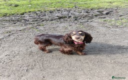 Cocker Spaniel dogs for sale: Show type Cocker spaniel puppy's KCR - Image 17