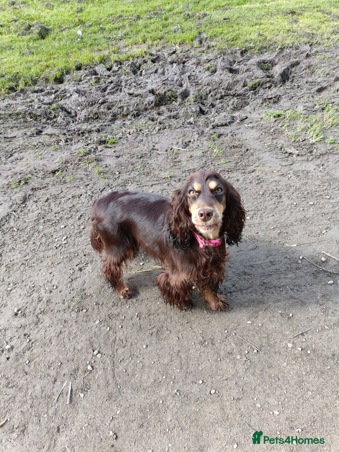 Cocker Spaniel dogs for sale: Show type Cocker spaniel puppy's KCR - Image 17