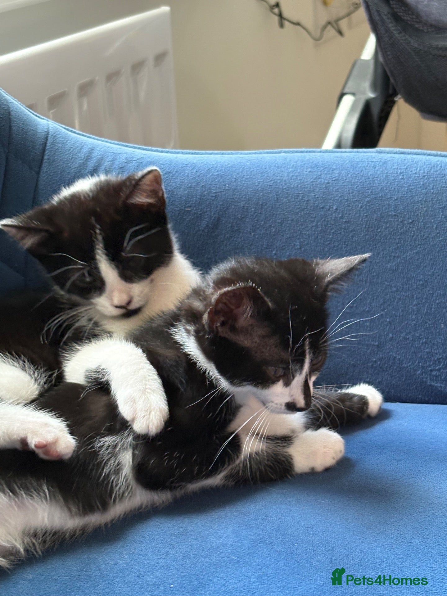 British Shorthair cats for sale: 2 male kittens - Advert 2