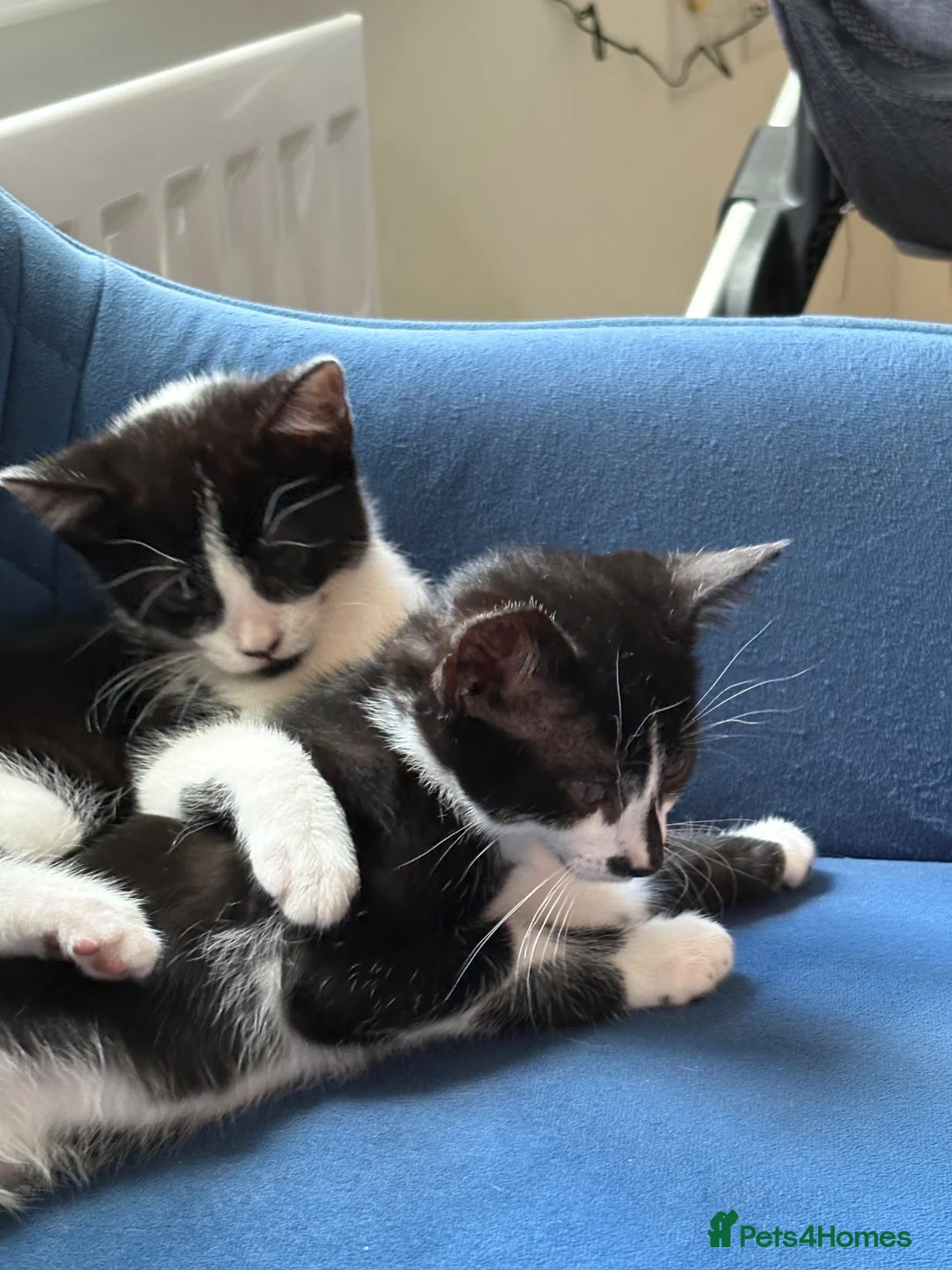 British Shorthair cats for sale: 2 male kittens in Kettering - Advert 1