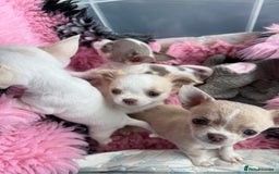 Chihuahua dogs for sale: Exquisite KC Registered Apple Chihuahua Puppies 💖 - Image 31