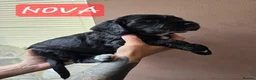 Cocker Spaniel dogs for sale: Stunning cocker spaniels  - Advert 19