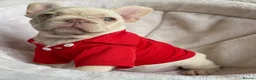 French Bulldog dogs for sale: FRENCH BULLDOGS, MERLE, ROJO, ISABELLA NEWSHADE. - Advert 34
