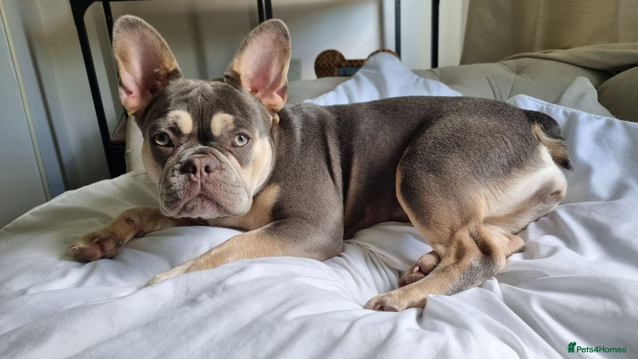 Mixed Breed dogs 🐾 Beautiful French Bulldog × Cockapoo Puppies 🐾 - Advert 6