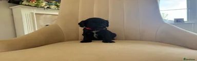 Cockapoo 6