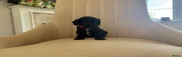 Cockapoo dogs for sale: Beautiful litter of cockapoos  in Lymington - Advert 12