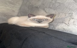 British Shorthair cats for sale: Grey british shorthair - Image 3