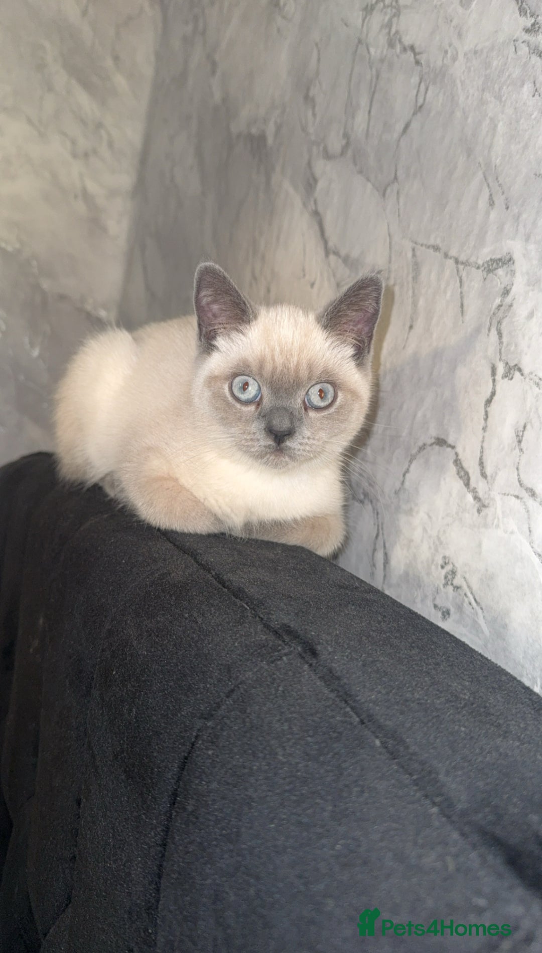British Shorthair cats for sale: Grey british shorthair - Image 3