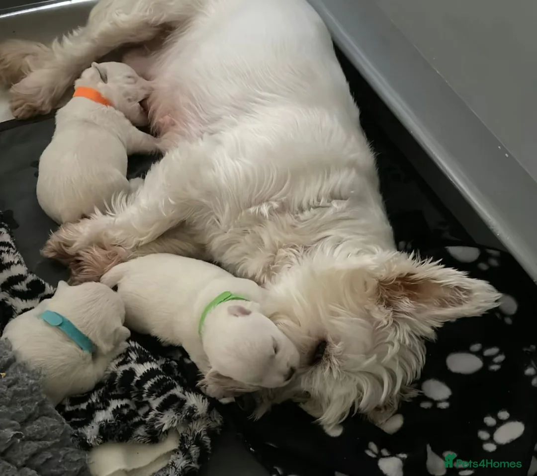West Highland Terrier dogs for sale: West highland terrier puppies  in Armagh - Advert 5