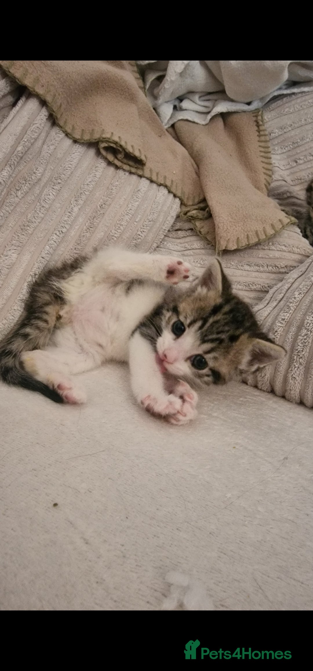 Mixed Breed cats for sale: Unique kittens for sale - Image 3